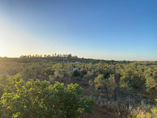 Terreno en venta en Gines, Andalucía