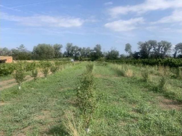 Terreno en venta en Ribera d'Ebre, Catalunya