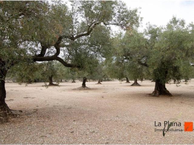 Terreno en venta en Montsià, Catalunya