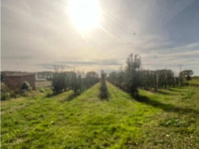 Terreno en venta en Golmés, Lleida