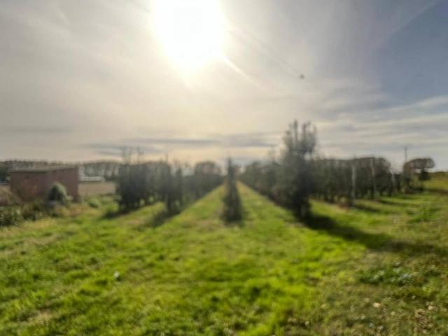 Terreno en venta en Golmés, Lleida