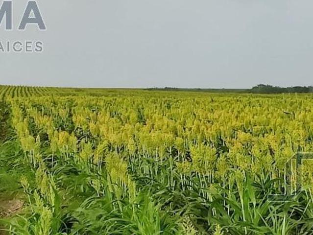 Terreno en venta en González, Tamaulipas