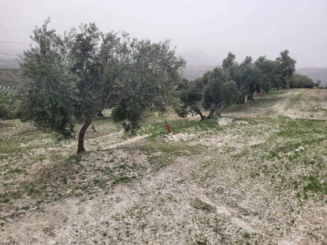Terreno en venta en Comarca de la Vega de Granada, Andalucía