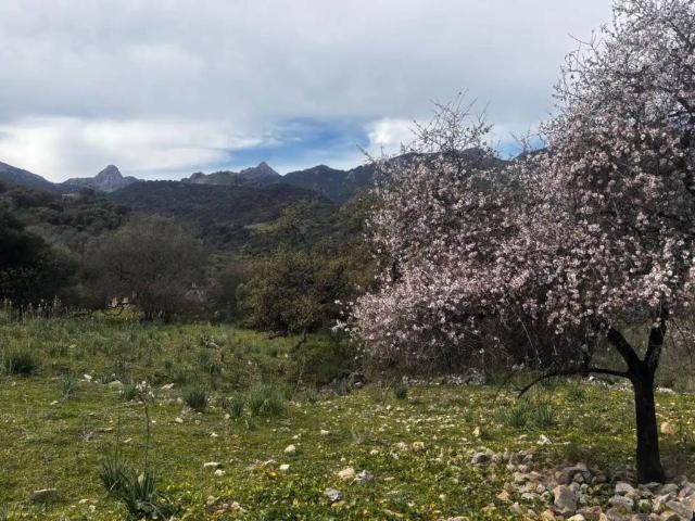 Terreno en venta en Sierra de Cádiz, Andalucía