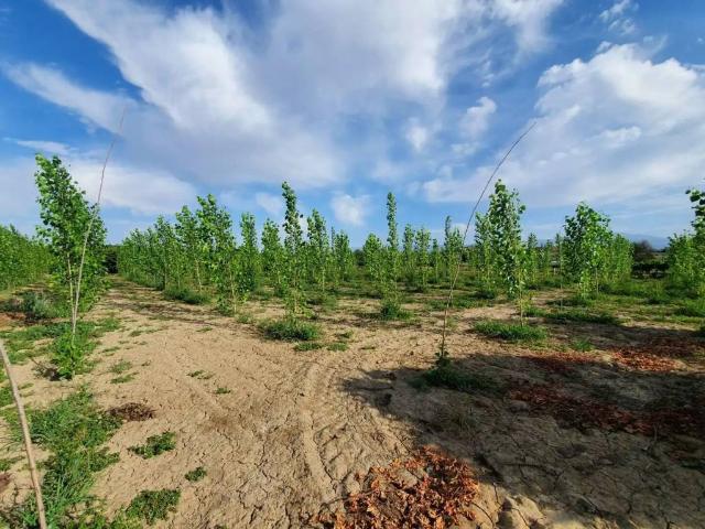 Terreno en venta en Comarca de Guadix, Andalucía