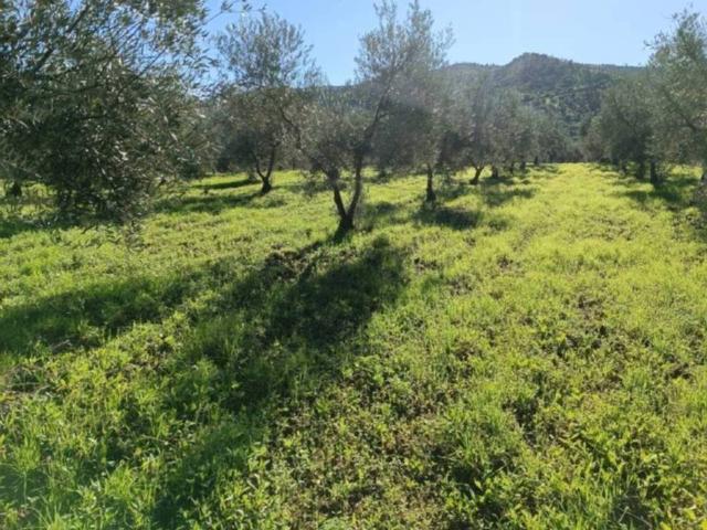 Terreno en venta en Sierra de las Nieves, Andalucía
