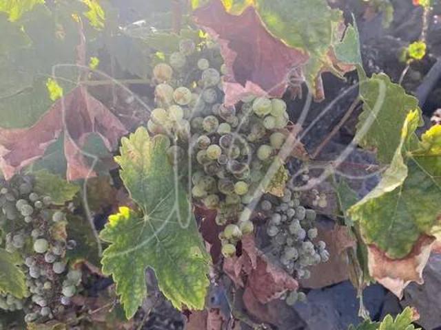 Terreno en venta en Guía de Isora, Canarias