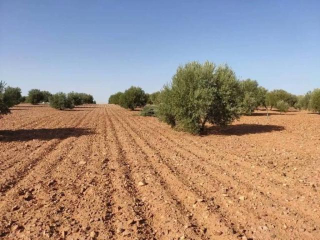 Terreno en venta en Herencia, Castilla-La Mancha