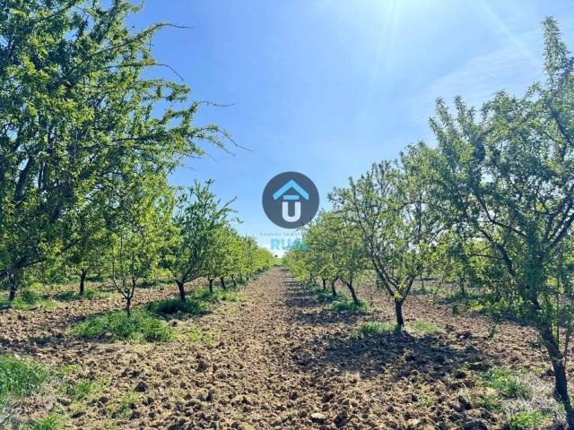 Terreno en venta en Herreruela De Oropesa, Castilla-La Mancha