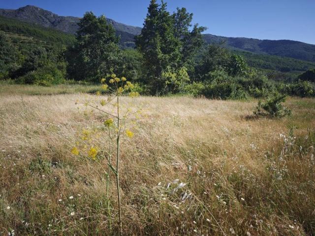 Terreno en venta en Hervás, Extremadura