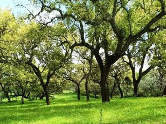 Terreno en venta en Sierra de Huelva, Andalucía