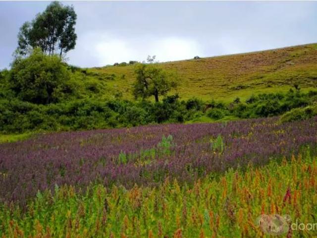Terreno venta en Acosvinchos, Ayacucho