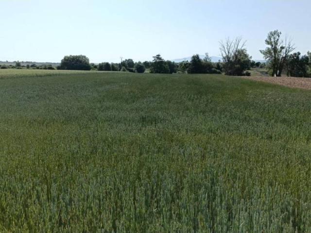 Terreno en venta en Ibeas De Juarros, Castilla y León