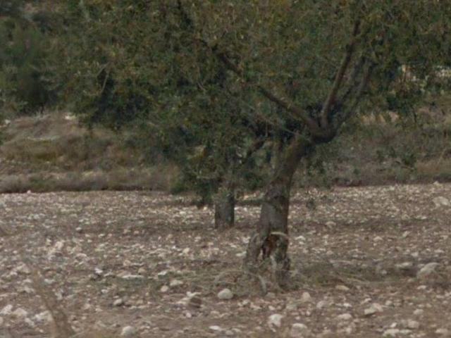 Terreno en venta en Ibi