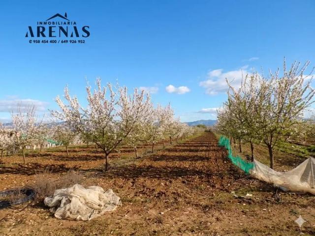 Terreno en venta en Íllora, Granada