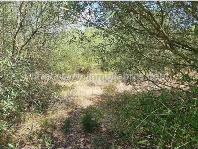 Terreno en venta en Raiguer, Baleares
