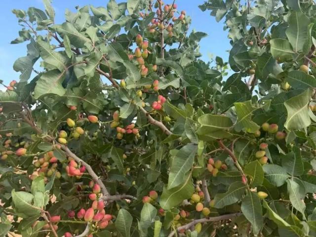 Terreno en venta en Iniesta, Castilla-La Mancha