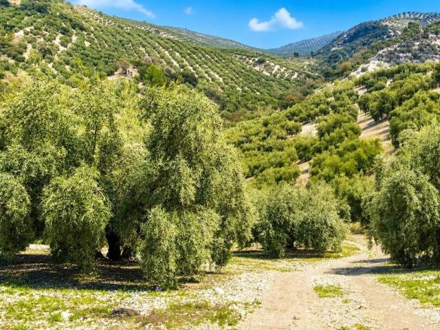 Terreno en venta en Iznájar, Andalucía