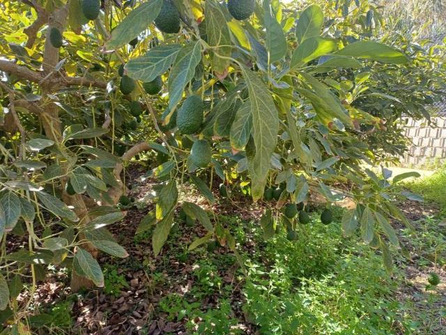 Terreno en venta en Iznate
