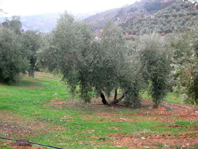 Terreno en venta en Iznatoraf