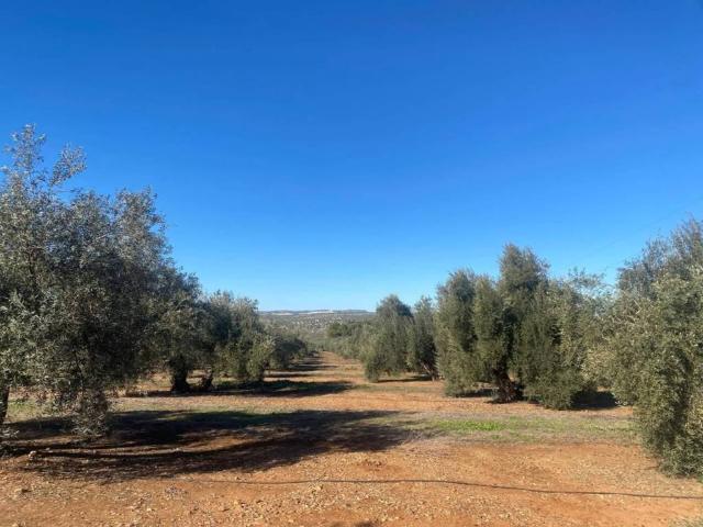 Terreno en venta en Jabalquinto, Andalucía