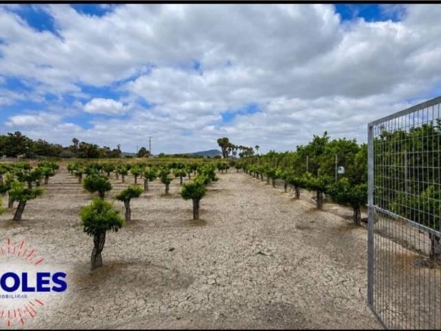 Terreno en venta en el Baix Segura / La Vega Baja, Valencia