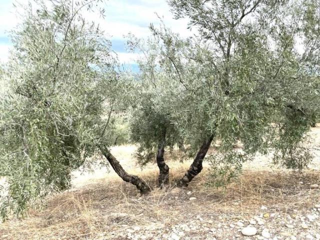 Terreno en venta en Jaén, Andalucía