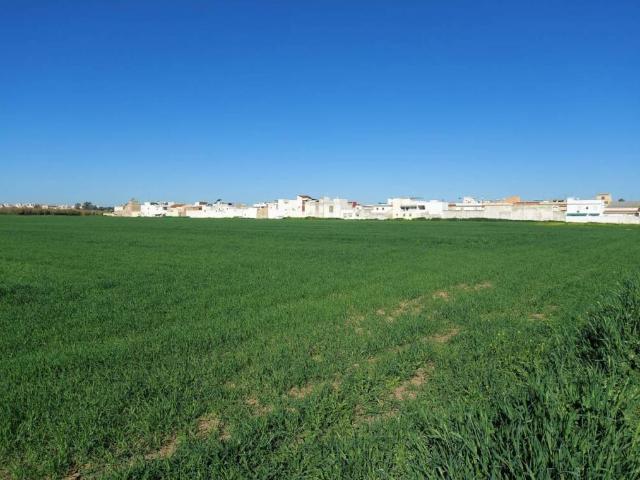 Terreno en venta en Campiña de Jerez, Andalucía