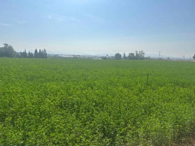 Terreno en venta en Campiña de Jerez, Andalucía