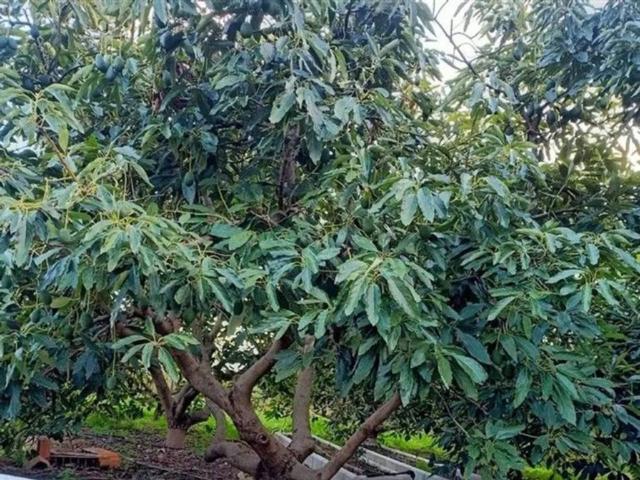 Terreno en venta en Marchenilla, Campo de Gibraltar