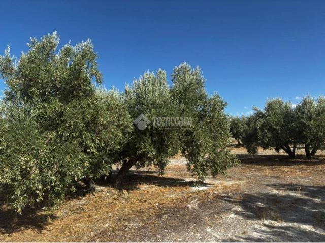 Terreno en venta en Jódar, Andalucía