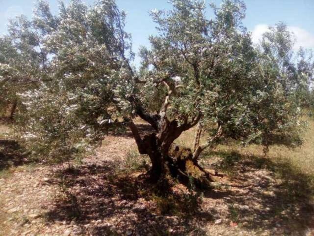 Terreno en venta en Jódar, Andalucía