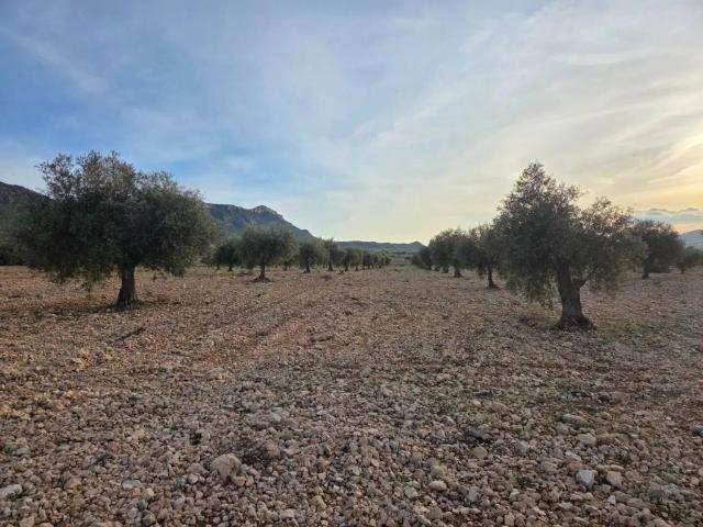 Terreno en venta en Altiplano, Murcia