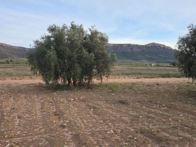 Terreno en venta en Altiplano, Murcia