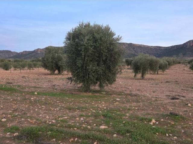 Terreno en venta en Altiplano, Murcia