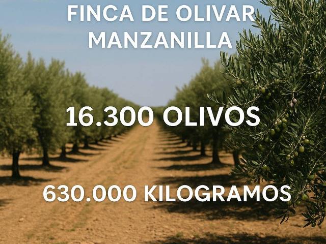 Terreno en venta en La Albuera