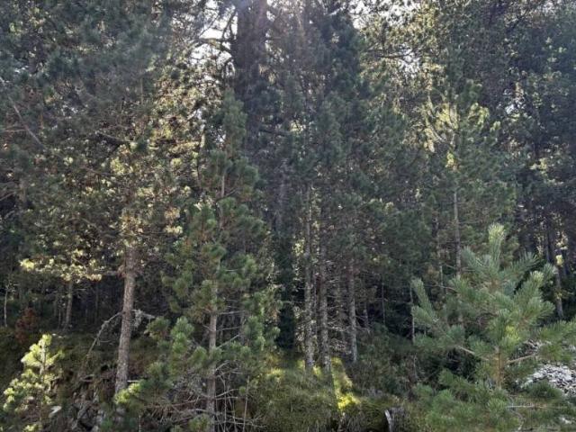 Terreno en venta en Solsonès, Catalunya