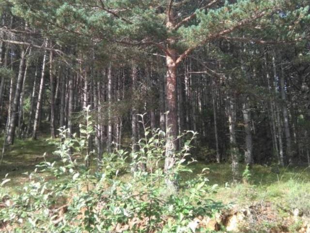Terreno en venta en Solsonès, Catalunya