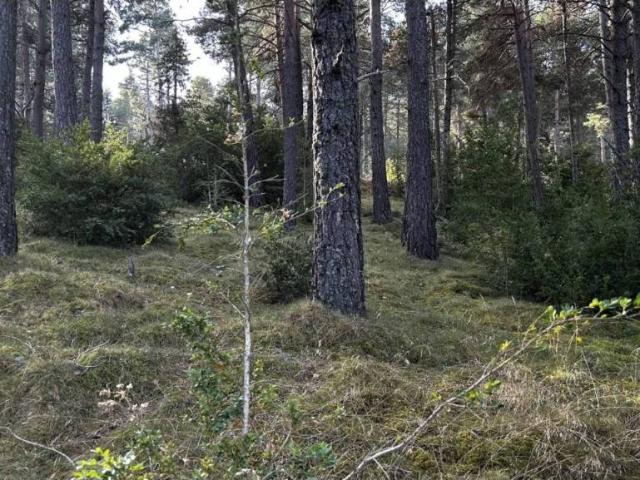Terreno en venta en Solsonès, Catalunya