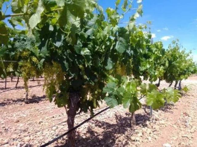 Terreno en venta en la Figuera, Tarragona