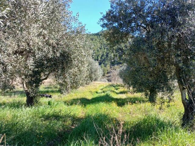Terreno en venta en Matarraña / Matarranya, La Fresneda