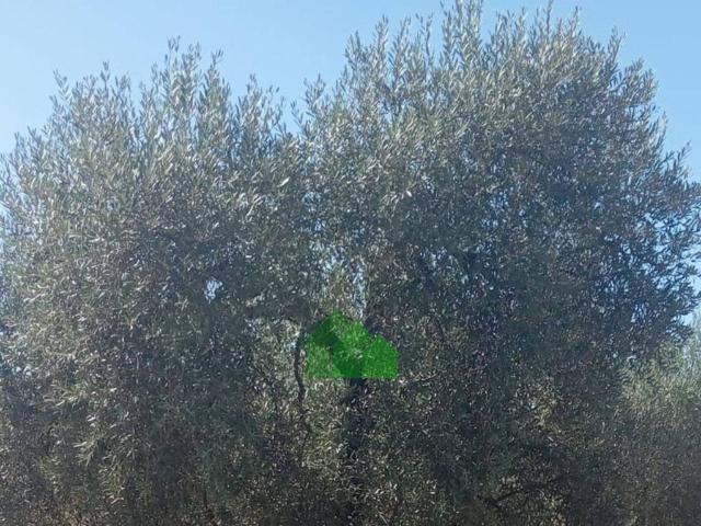Terreno en venta en La Garrovilla, Extremadura
