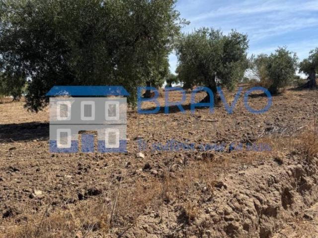 Terreno en venta en La Haba, Extremadura