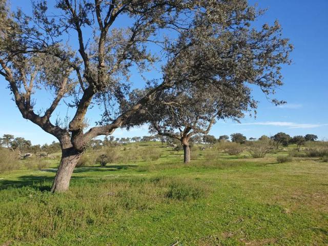 Terreno en venta en La Haba, Extremadura