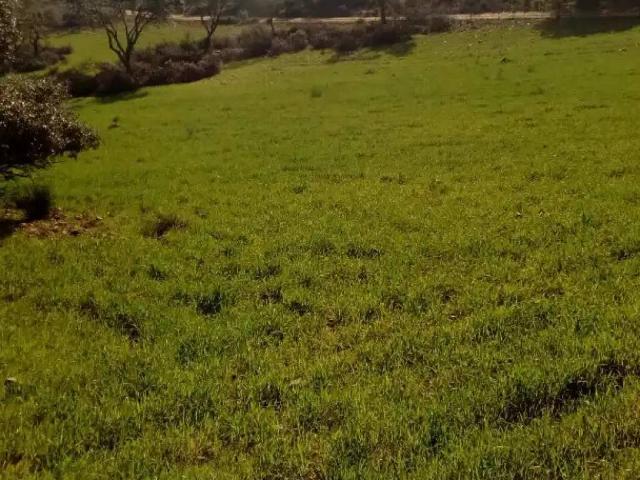 Terreno en venta en La Haba, Extremadura