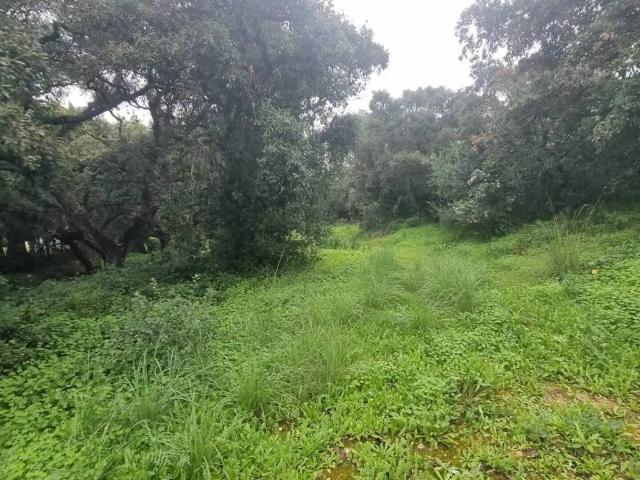 Terreno en venta en Campo de Gibraltar, Andalucía