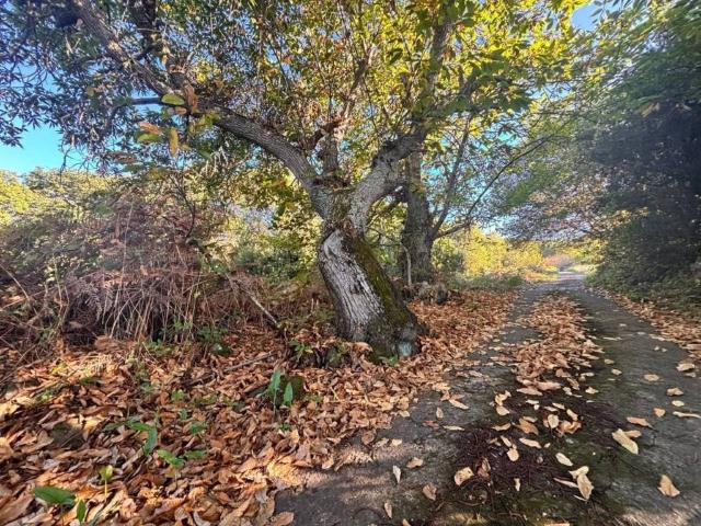 Terreno en venta en La orotava, Canarias