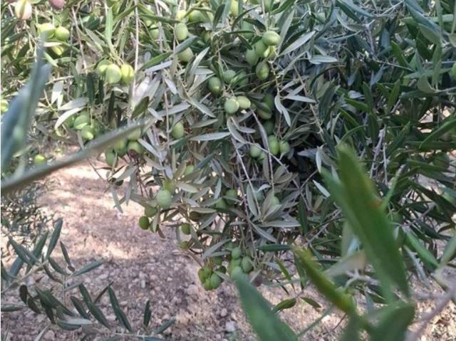 Terreno en venta en Comarca de Guadix, Andalucía