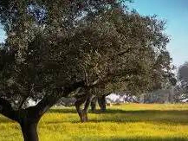 Terreno en venta en La Puebla De Cazalla, Andalucía