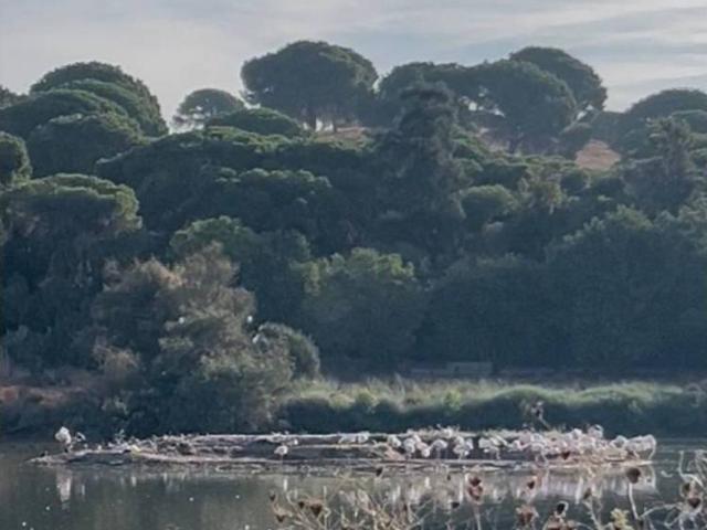 Terreno en venta en La Puebla Del Río, Andalucía
